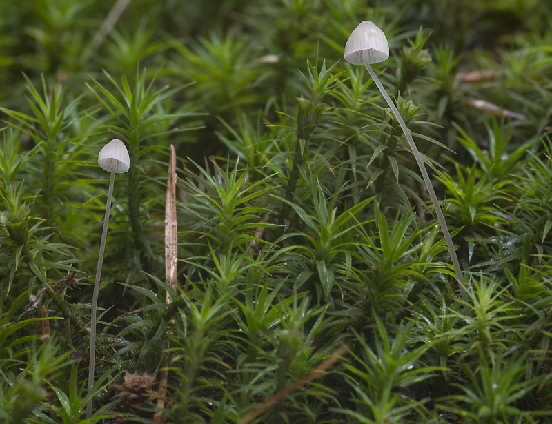 Mycena filopes